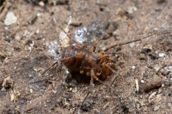 Media type: image;   Invertebrate Zoology 138139